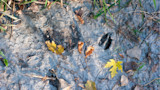 Deer hoof prints in cracked dry mud with yellow fallen leaves and grass