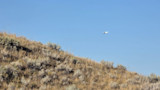 White single-engine plane flying over sagebrush-covered hillside under clear blue sky