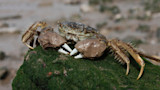 Invasive crab with hairy legs perched on moss-covered rock at low tide