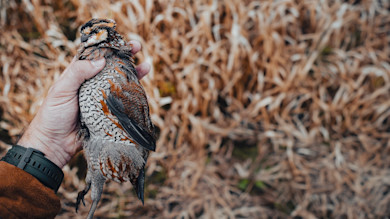 Hand holding a small patterned quail over dry brown grass