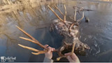 Video: Angler Finds Giant Mule Deer Dead in River