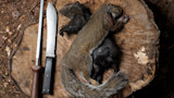Two dead furred squirrels with butcher's knife and honing rod on a tree stump