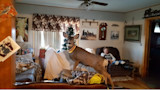Deer wearing red-and-yellow collar standing on couch in living room, woman seated on sofa behind.