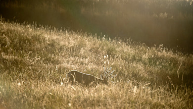 Mule deer buck lying in tall sunlit grass with backlit antlers
