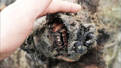 Mummified animal snout with exposed teeth being lifted by a hand