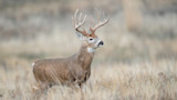 Mature whitetail buck with large antlers standing in dry grass