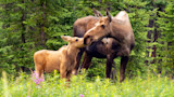 Adult moose nuzzling calf among evergreen trees and pink wildflowers