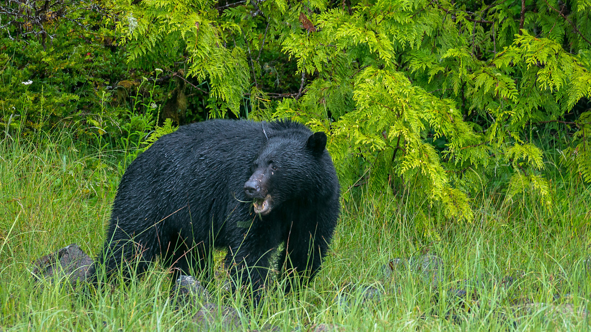 Update: Social Media Brag Incriminates Bait Pile Poacher in Washington