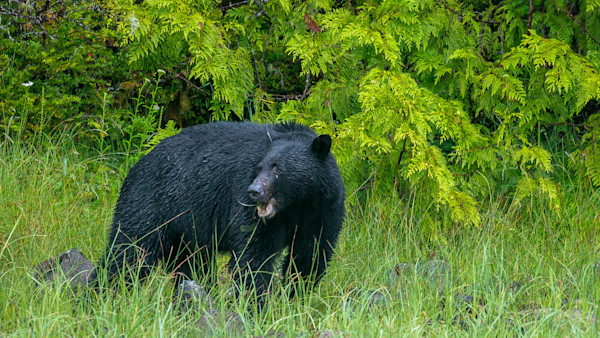 Update: Social Media Brag Incriminates Bait Pile Poacher in Washington