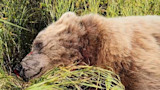 Dead brown bear lying in grass with blood on its snout and nose