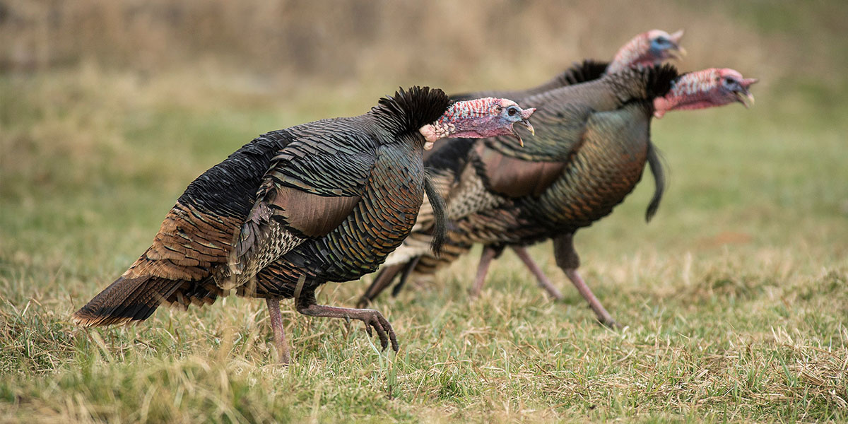 MeatEater Mailbag: Shock Gobbles and Circle Hooks