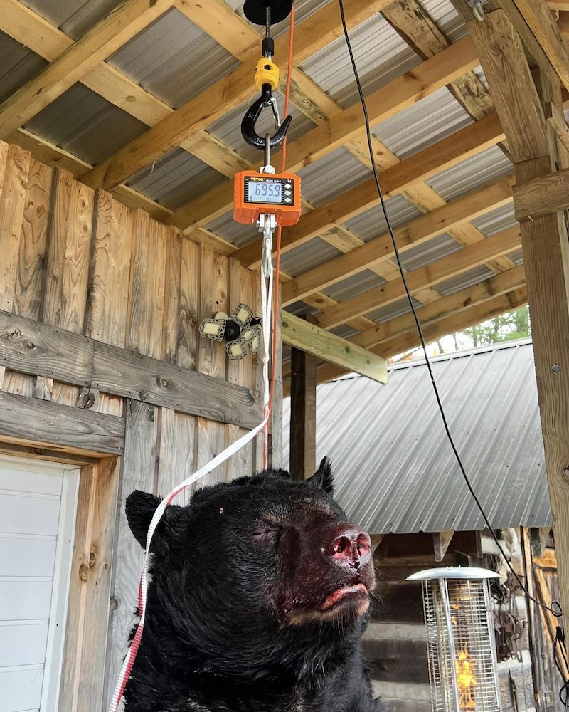 WNC record bear weight