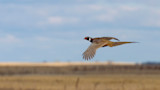 Ring-necked pheasant flying over open grassland
