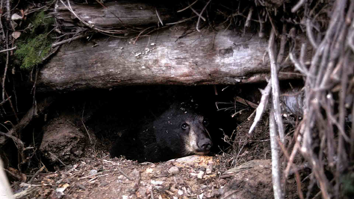 yearling_in_den-2.jpg