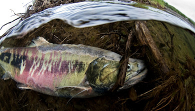 Dead salmon on muddy streambed beneath rippling water surface