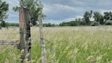 Weathered wooden fence posts and barbed wire in tall grass with overcast sky
