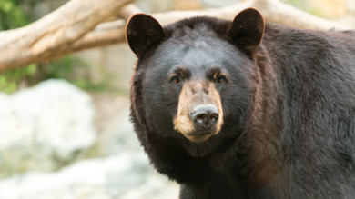 Black bear facing camera with brown muzzle and rounded ears, forest background