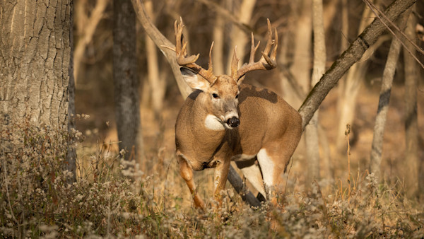Mature whitetail buck with large antlers standing among trees and dried underbrush