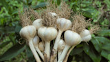 How to Grow Garlic