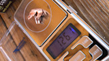 Expanded copper hunting bullet on digital scale reading 12.61 g