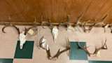 Multiple deer skulls and antler racks with paper tags lined on tiled floor against wood-paneled wall