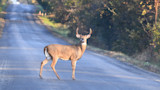 White-tailed buck with antlers standing on a paved road by the woods