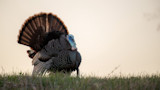 Backyard Versus Backcountry Turkey Hunts