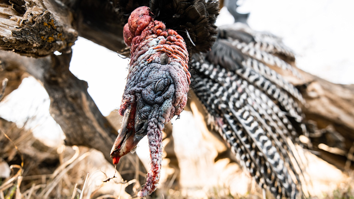 Dead wild turkey head hanging from tree branch, close-up of wrinkled wattle and striped tail feathers
