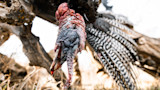 Dead wild turkey head hanging from tree branch, close-up of wrinkled wattle and striped tail feathers