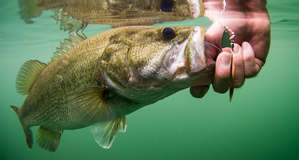 Should You Fish for Spawning Bass? Conflicting Philosophies and Research