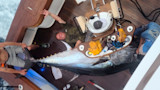 Giant bluefin tuna sprawled across boat deck with three anglers nearby