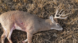 The Best Straight-Wall Cartridge for Whitetail Hunting