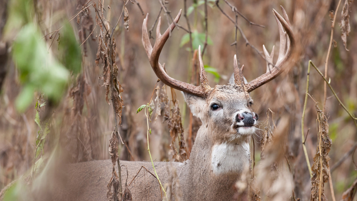 Best Food Sources to Deer Hunt in October