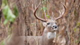 Whitetail buck with large antlers standing among dried brush and tall brown plants