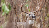 Best Food Sources to Deer Hunt in October