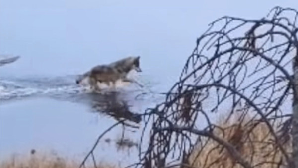 Hunter Captures Video of Extremely Rare Wolf Behavior