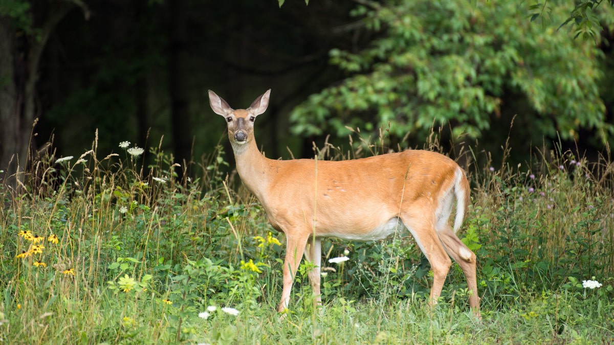 Do Old Whitetail Does Go “Dry?”