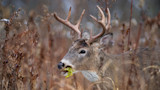 How to Find Bucks on Public Land After the Rut