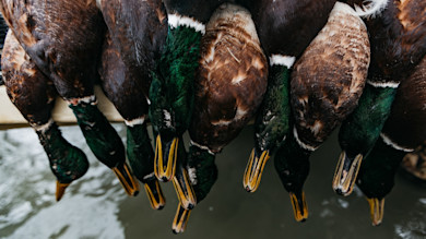 Mallard ducks hung by their heads over water, green heads and yellow bills visible