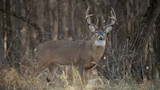 Mature whitetail buck with large antlers facing camera in leafless woods