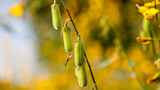 Green sunn hemp seed pods on a slender stem with blurred yellow flowers in the background