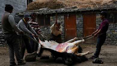 Five men pulling hide off a large carcass in a stone courtyard