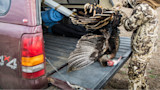 Dead wild turkey on pickup tailgate, hunter in camouflage at right, 4x4 decal visible