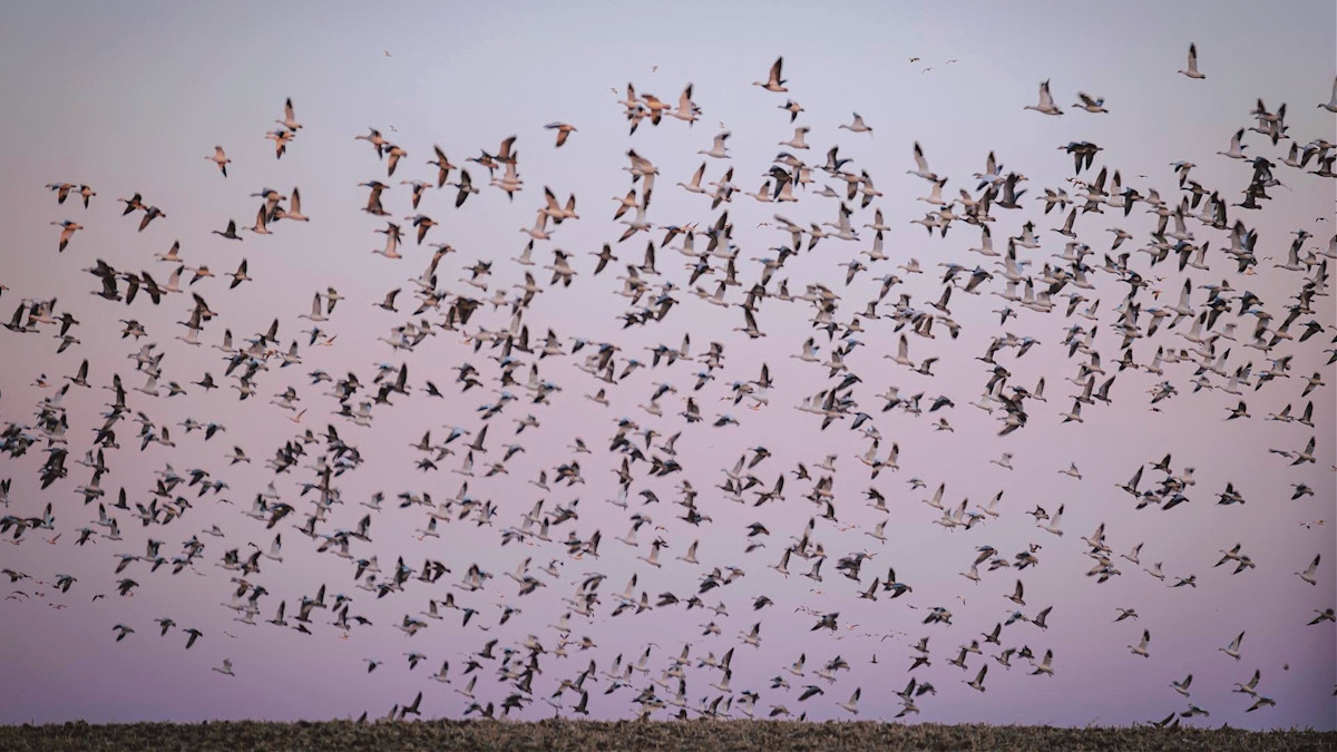 Flock of hundreds of birds flying over open field at dusk under pink-purple sky