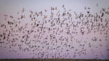 Flock of hundreds of birds flying over open field at dusk under pink-purple sky