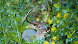 Mature buck with antlers feeding on green vegetation among yellow wildflowers