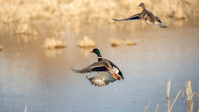 Mallard drake and hen taking off over a marshy pond