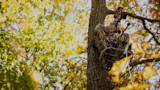Hunter in tree stand in camo holding a compound bow amid yellow autumn leaves