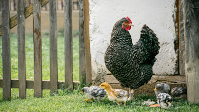 Barred hen beside a white wall with five chicks pecking grass near a wooden gate