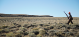 Hunter carrying shotgun walks across open sagebrush plain wearing orange cap and pack